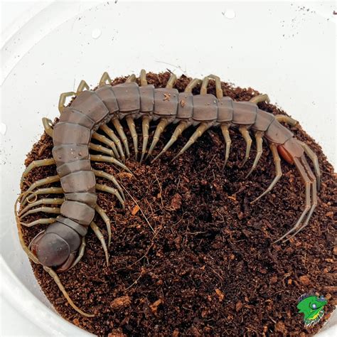 solomon island giant centipede